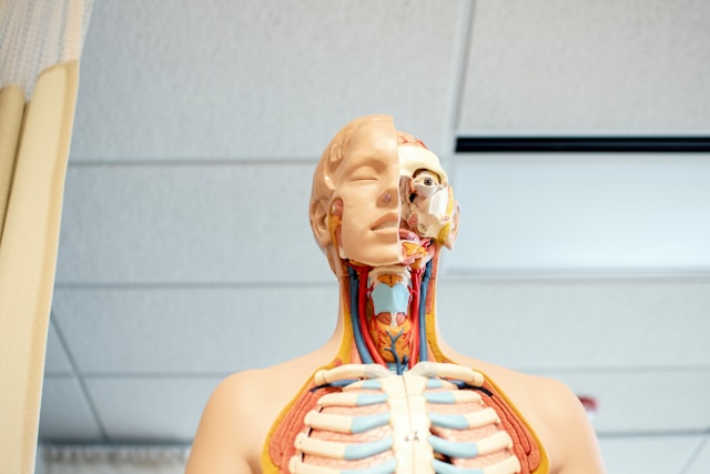 One of the challenges in studying medicine is understanding the human body and how it functions.