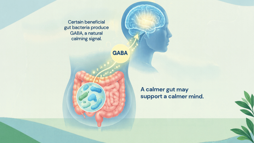 An illustration of a human silhouette showing a glowing pathway labeled "GABA" traveling from the intestines up to the brain. A magnified view over the gut displays beneficial bacteria. Text on the image explains that certain beneficial gut bacteria produce GABA, a natural calming signal, and states, "A calmer gut may support a calmer mind.".   