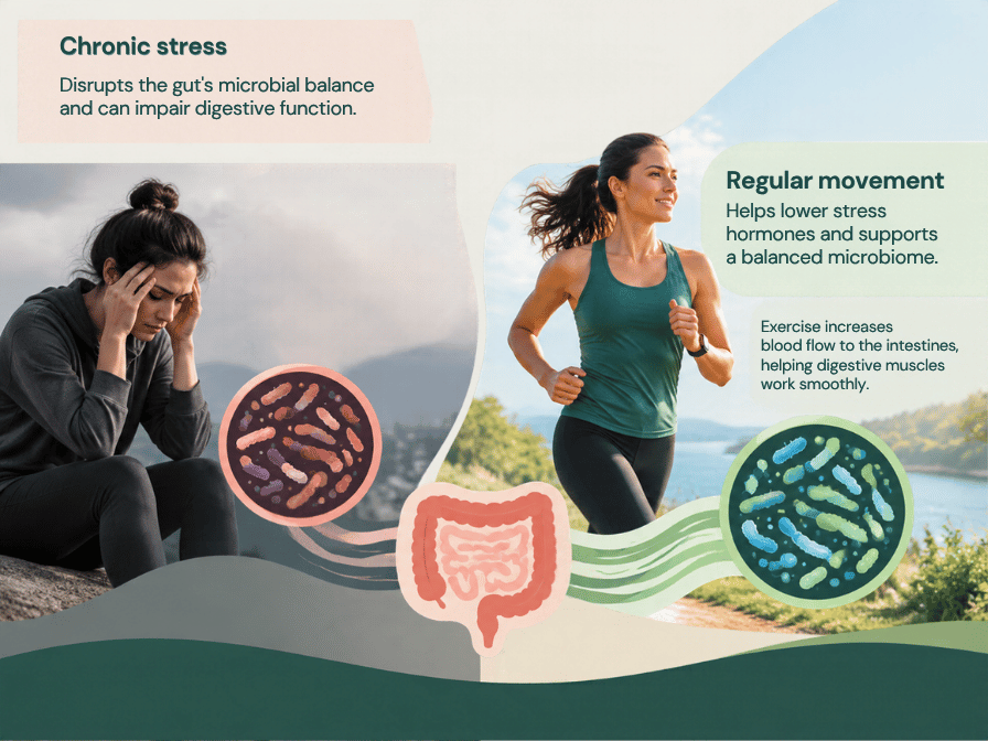 An infographic comparing the effects of chronic stress and regular movement on gut health. On the left, a stressed woman sits near a dark circle of unhealthy bacteria, with text explaining that chronic stress disrupts microbial balance and impairs digestion. On the right, a smiling woman jogs near a green circle of healthy bacteria, with text stating that regular movement lowers stress hormones, supports a balanced microbiome, and increases blood flow to the intestines. An illustration of intestines sits at the bottom center, linking the two concepts.   