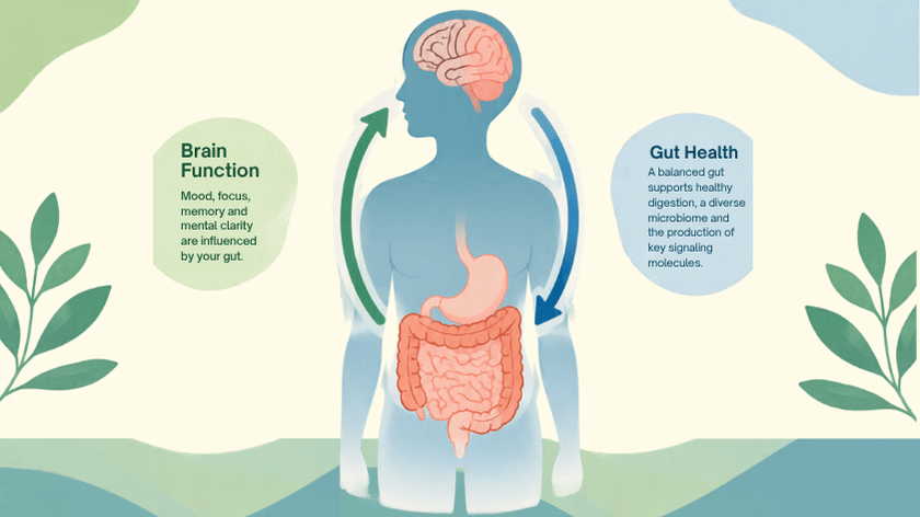 An illustration of a human silhouette displaying the brain and digestive system, with up and down arrows indicating a two-way connection between them. Text on the left under "Brain Function" explains that mood, focus, memory, and mental clarity are influenced by your gut. Text on the right under "Gut Health" states that a balanced gut supports healthy digestion, a diverse microbiome, and the production of key signaling molecules.   